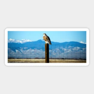 Ferruginous Hawk Sticker